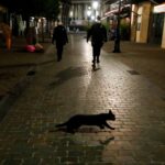 brussels vrady cat scaled 1 scaled