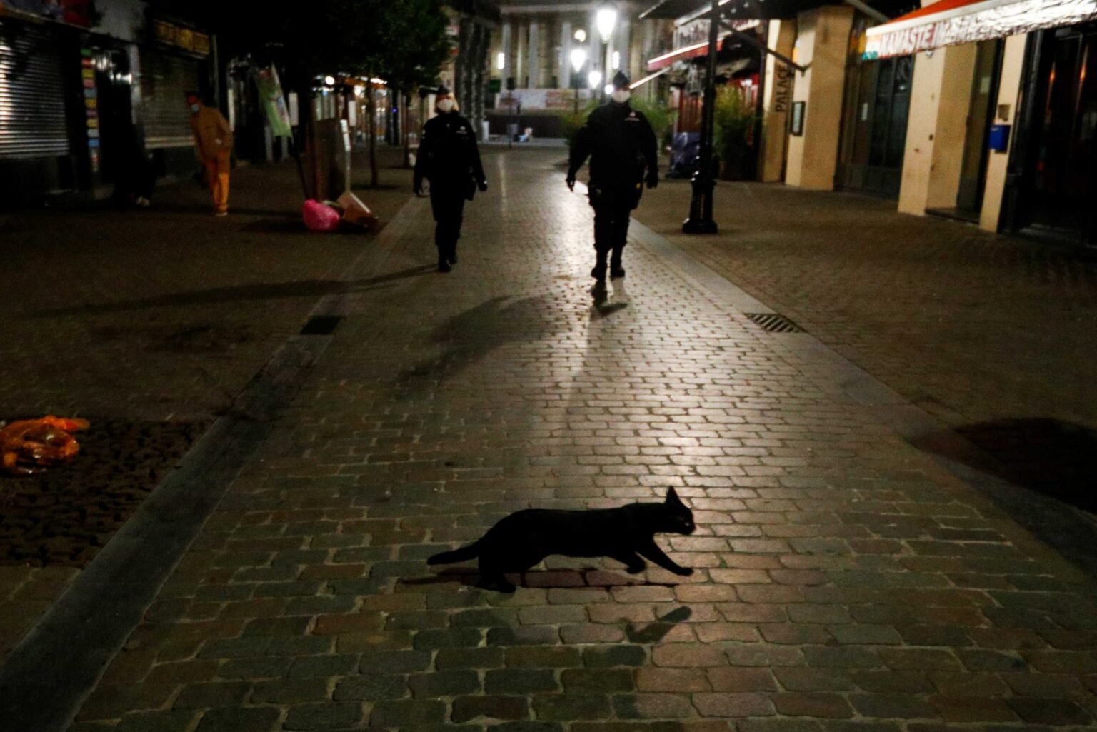 brussels vrady cat scaled 1 scaled