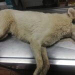 1610272674662 Ανθήλη