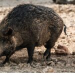 AGRIOGOUROUNO scaled