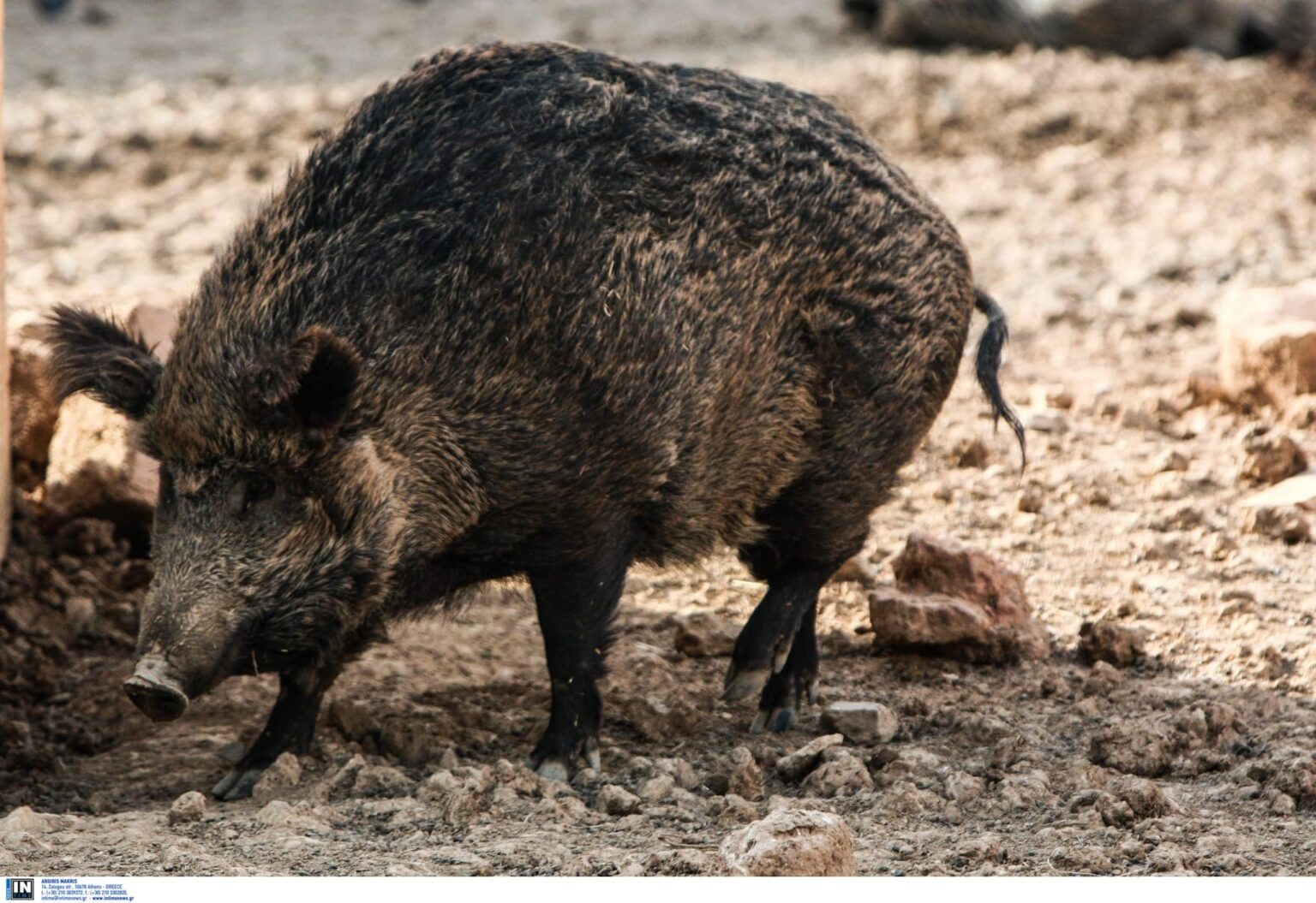 AGRIOGOUROUNO scaled