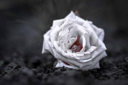 rose mourning blossom bloom rose bloom love trauerkarte death nature