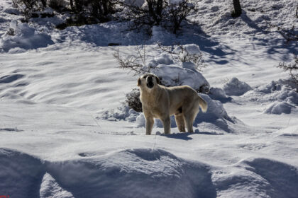 150868186 510331183680406 5134566955599001372 n