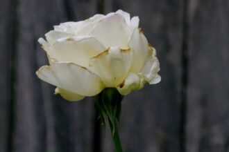 malachi brooks xgjDHXUpuR4 unsplash