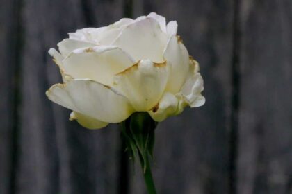 malachi brooks xgjDHXUpuR4 unsplash