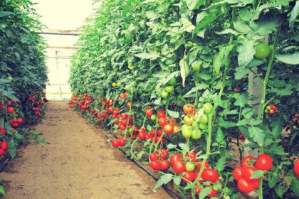 ntomata thermokipiou