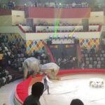 ρωσια ελεφαντες