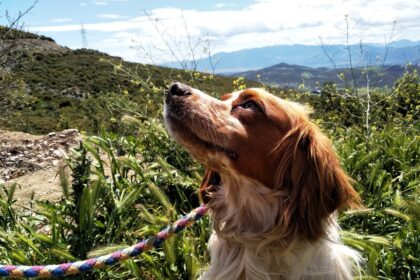 176031364 4161353653885838 3335149666101943474 n