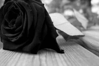 images of black rose