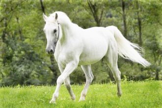 white horse