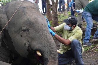 elephants 2