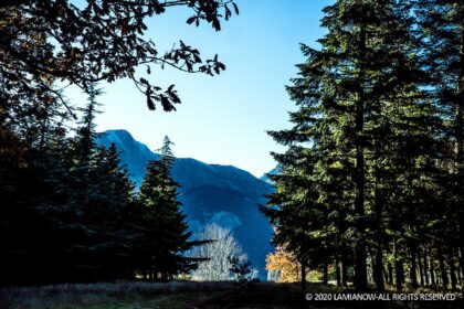 δεντρα μερκαδα 46 1536x1024 1