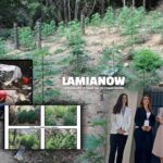 χασισοφυτεια1 1