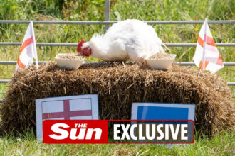 CH EXCL EUROS CHICKEN