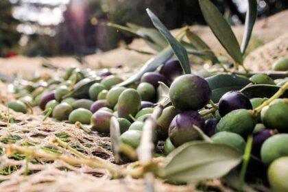 elia therapeutikes idiotites tropoi xrisis 750x400 1