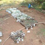 χασισοδεντρα οπρθυσ 13