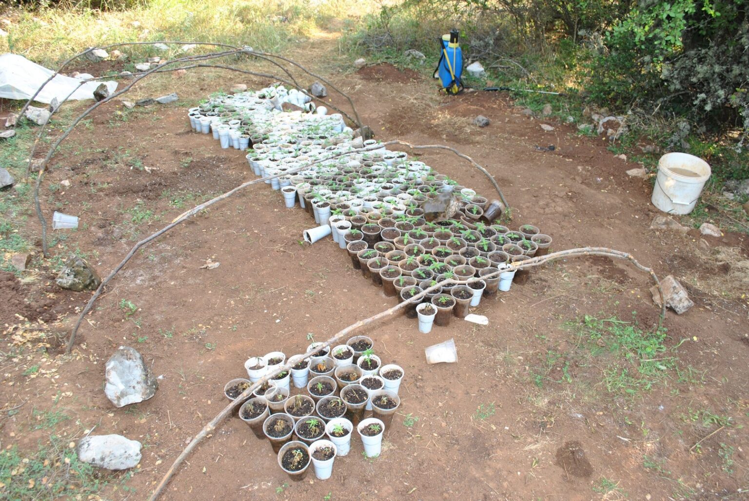 χασισοδεντρα οπρθυσ 13