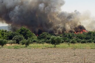 fotia rodos dasos