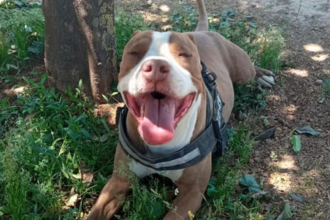 pitbul