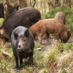 αγριογοροθνα13