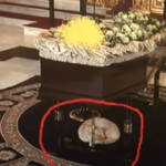 γατακικηδεια