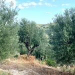 ελαιοπεριβολο1