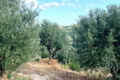 ελαιοπεριβολο1