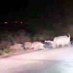 σπερχειααγριογ