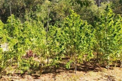 χασις φυτεια ευβοια