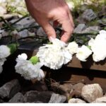 louloudia arxeio scaled