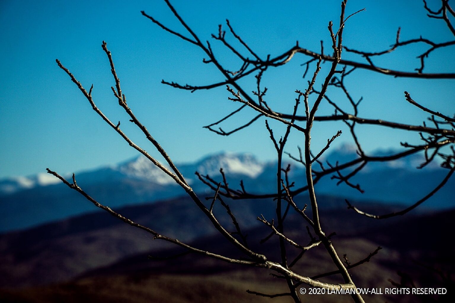 δεντρα μερκαδα 51