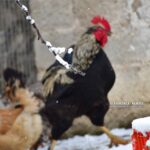 ARGOLIDA ARGOS KASTRO XIONIA POLH16 scaled