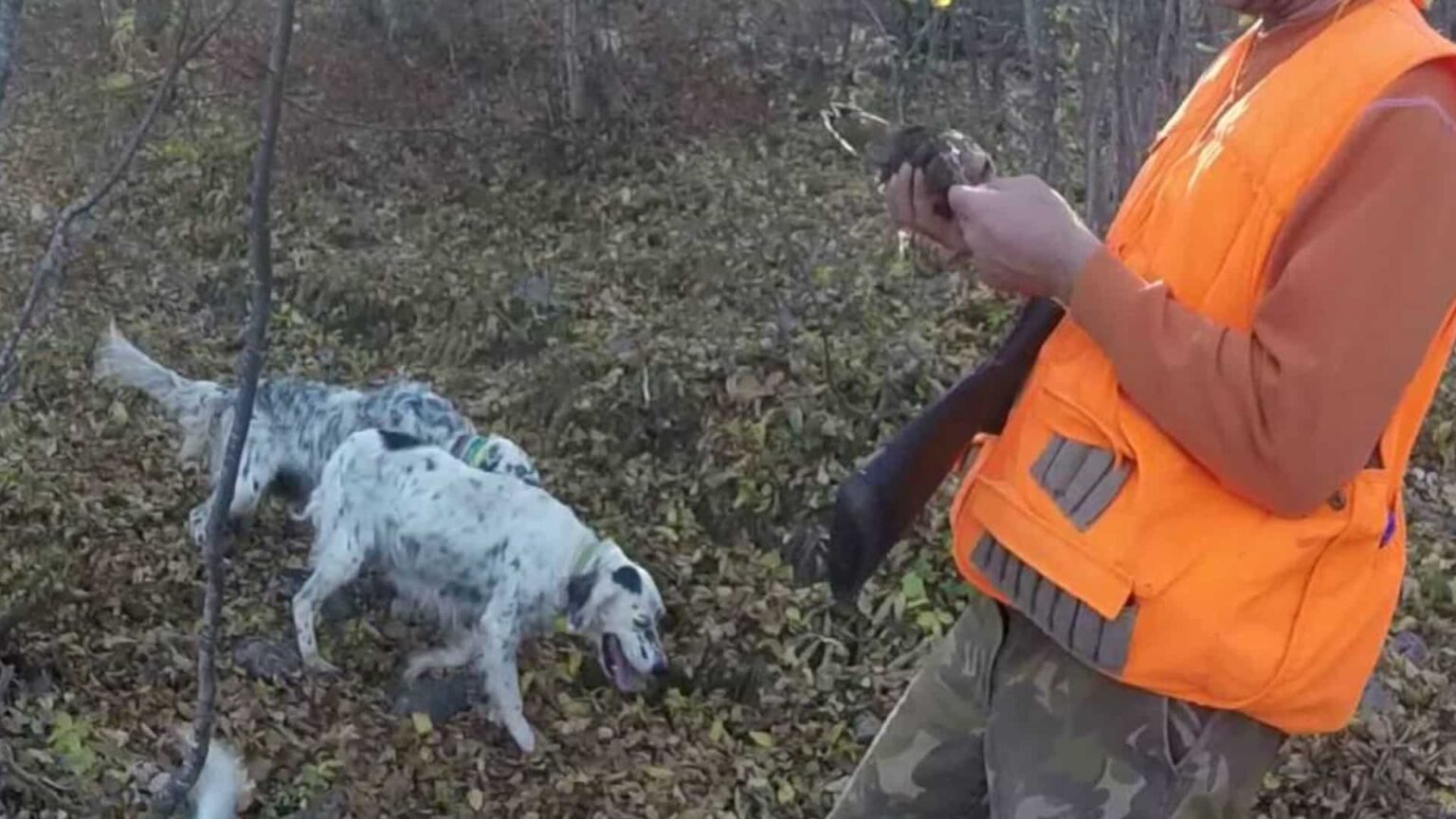 μπεκατσες1 1