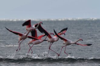 ARGOLIDA NAFPLIO FLAMINGKO13
