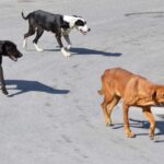 ΑΔΕΣΠΟΤΑ ΣΚΥΛΙΑ