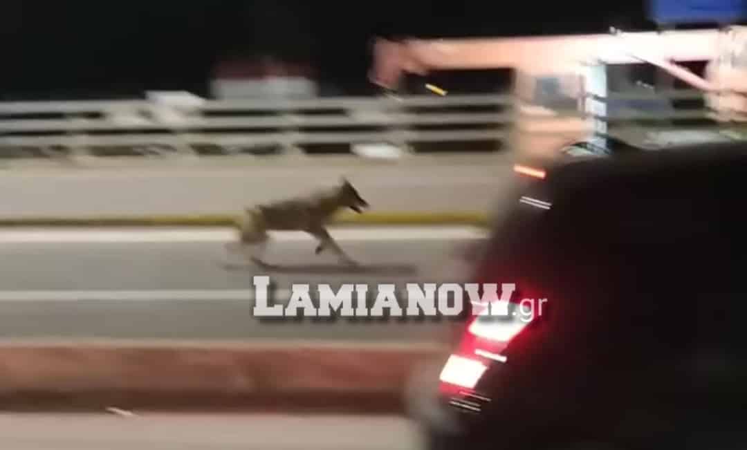 , Φθιώτιδα : Απίστευτο! Λύκος εμφανίστηκε ανάμεσα σε αυτοκίνητα και πολίτες στο λιμάνι του Αγίου Κωνσταντίνου (φωτό – βίντεο)