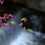 προτομαγια