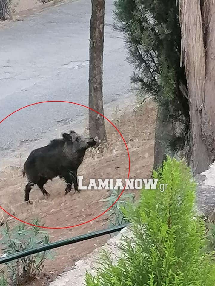 https://lamianow.gr/wp-content/uploads/2024/03/Iamia-Now-01-1-2-1-scaled.jpg