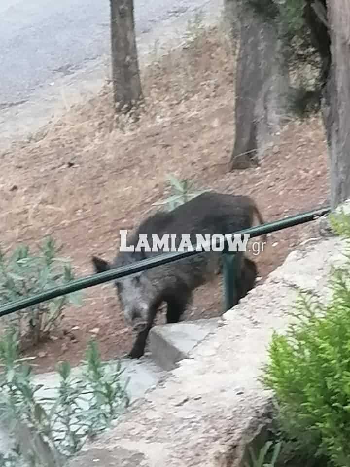 αγριογουρουνα12