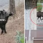 αγριογουρουνο1 1