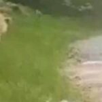 αρκουδα σκυλοσ