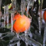 πορτοκαλια