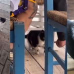 γατουλα