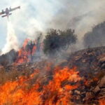 ελαιωνασφωτιά