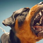 σκυλοσ ευβοια