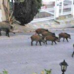 αγριγούρουνα εκάλη διόνυσος