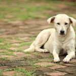 45c2c7142bc728a153aee0d5b02316da648f3aa4