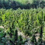 Hrakleio xasisofyteia mamouth