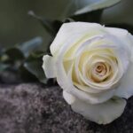 single white rose 4224617 960 720