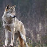 λικοσνιπια